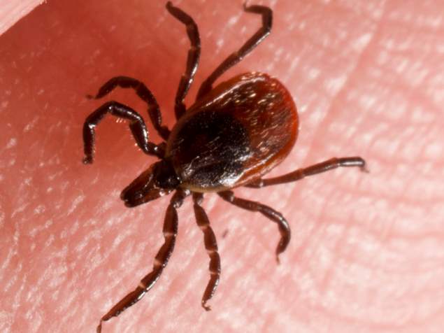 blacklegged tick