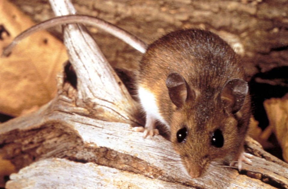 deer mouse